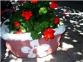 moji pitari